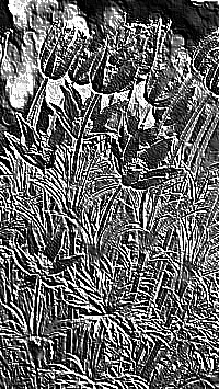 Skamielina