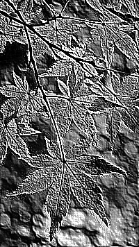 Skamielina