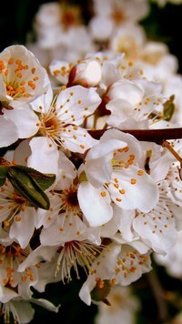 Oryginalny obrazek