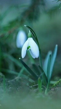 Oryginalny obrazek