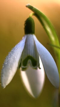 Oryginalny obrazek