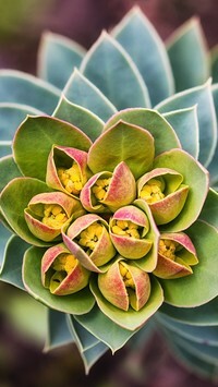 Oryginalny obrazek