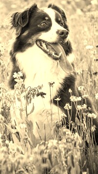 Sepia