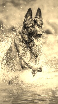 Szary + Sepia
