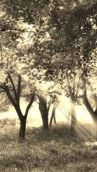 Szary + Sepia