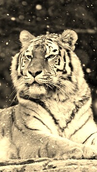 Szary + Sepia