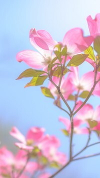 Oryginalny obrazek