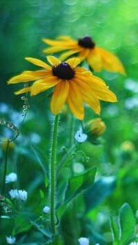 Oryginalny obrazek