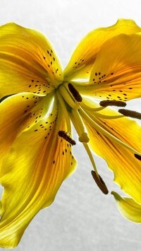 Oryginalny obrazek