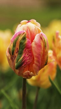 Oryginalny obrazek