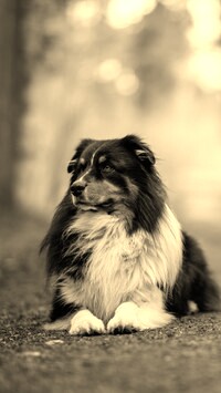 Sepia