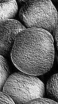 Skamielina