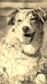Szary + Sepia