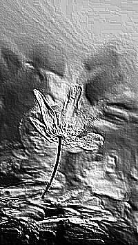 Skamielina