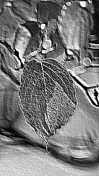 Skamielina