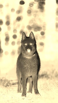 Sepia + Negatyw