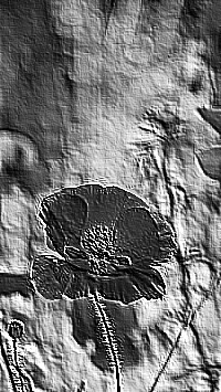 Skamielina