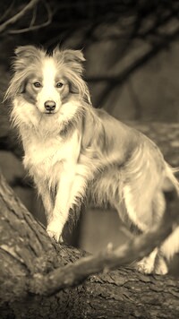 Szary + Sepia