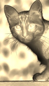 Sepia + Negatyw