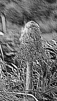 Skamielina