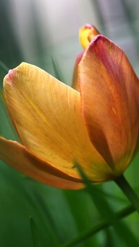 Oryginalny obrazek