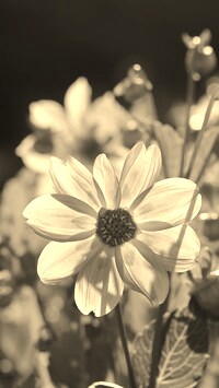 Szary + Sepia