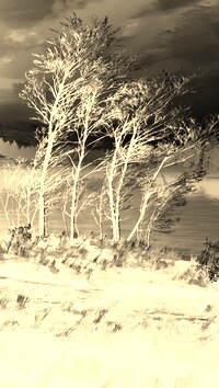 Sepia + Negatyw