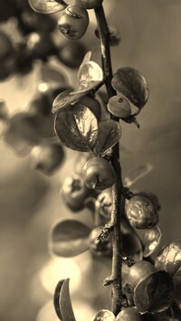 Szary + Sepia