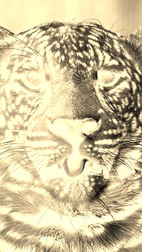 Sepia + Negatyw
