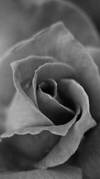 Szary