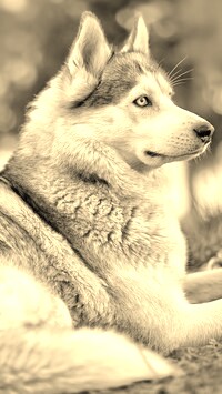 Sepia