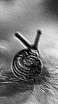 Skamielina