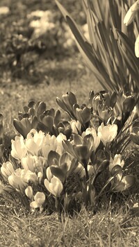 Szary + Sepia