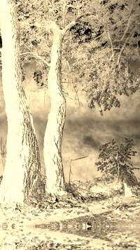 Sepia + Negatyw