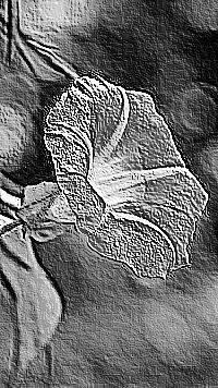 Skamielina
