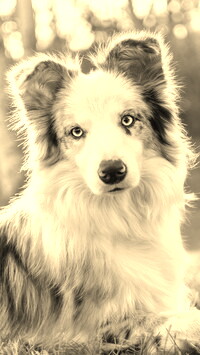 Sepia