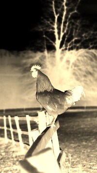 Sepia + Negatyw