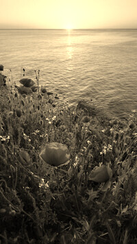 Szary + Sepia