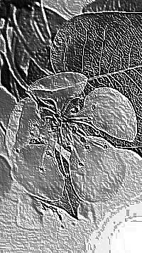 Skamielina