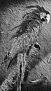 Skamielina