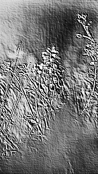 Skamielina