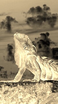 Sepia + Negatyw