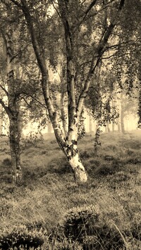 Szary + Sepia