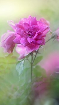 Oryginalny obrazek