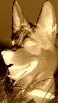 Sepia + Negatyw