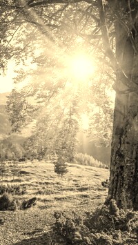 Szary + Sepia