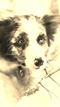 Szary + Sepia