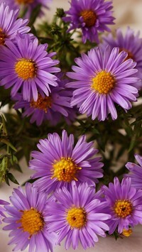 Oryginalny obrazek