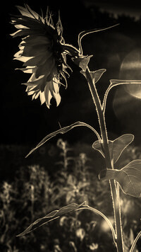 Szary + Sepia
