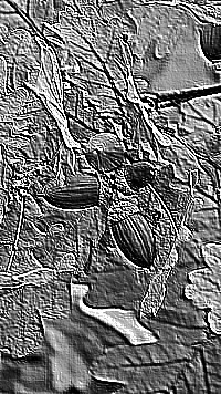 Skamielina